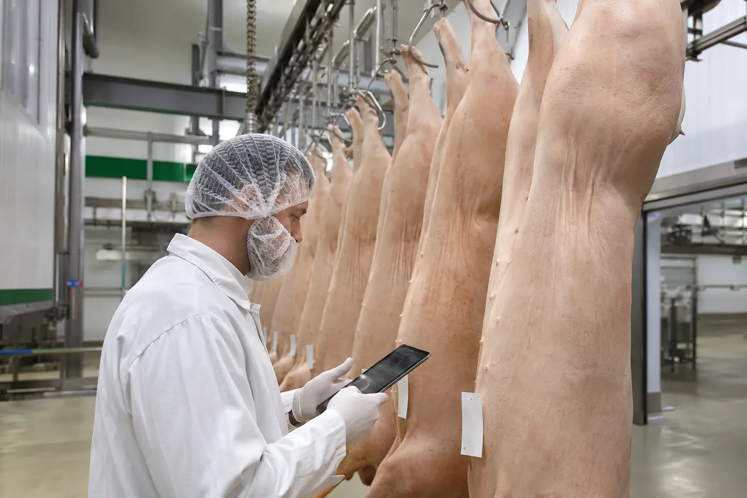 Qualitätstechniker prüft Informationen zu Schweineschlachtkörpern in einem Verarbeitungsbetrieb